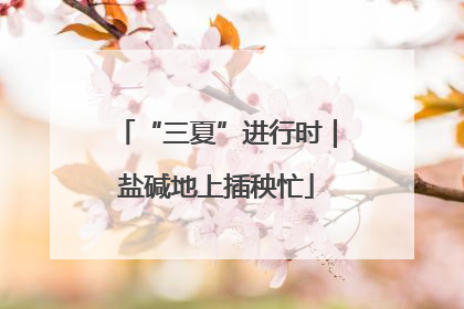 “三夏”进行时｜盐碱地上插秧忙