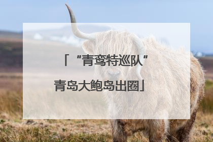 “青鸾特巡队”青岛大鲍岛出圈