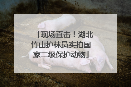 现场直击！湖北竹山护林员实拍国家二级保护动物