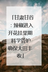 甘肃甘谷：辣椒进入开花挂果期 科学管护确保大田丰收