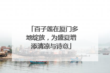 百子莲在厦门多地绽放，为盛夏增添清凉与诗意