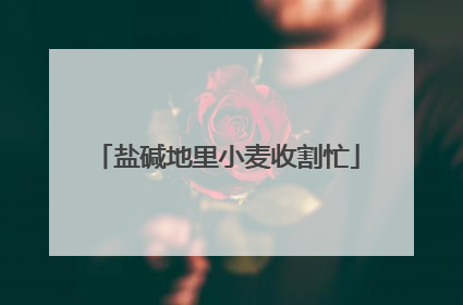 盐碱地里小麦收割忙
