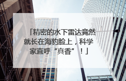 精密的水下雷达竟然就长在海豹脸上，科学家直呼“真香”！