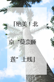 绝美！北京“莫奈睡莲”上线
