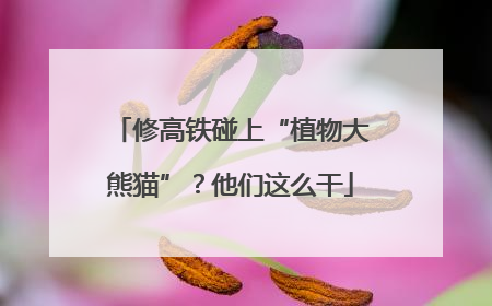 修高铁碰上“植物大熊猫”？他们这么干