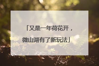 又是一年荷花开，微山湖有了新玩法
