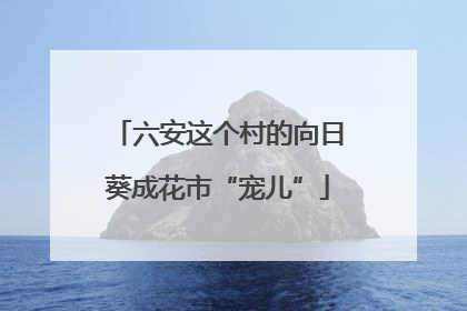 六安这个村的向日葵成花市“宠儿”