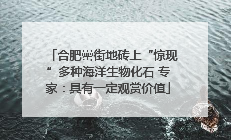 合肥罍街地砖上“惊现”多种海洋生物化石 专家：具有一定观赏价值