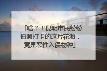 啥？！昆明市民纷纷拍照打卡的这片花海，竟是恶性入侵物种