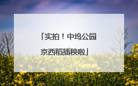 实拍！中坞公园京西稻插秧啦