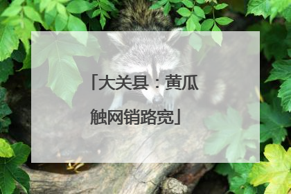 大关县：黄瓜触网销路宽