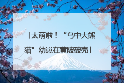 太萌啦！“鸟中大熊猫”幼崽在黄陂破壳