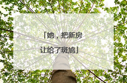 她，把新房让给了斑鸠