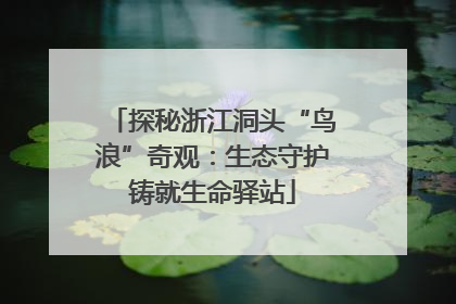 探秘浙江洞头“鸟浪”奇观：生态守护铸就生命驿站