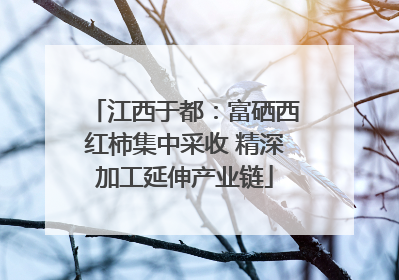 江西于都：富硒西红柿集中采收 精深加工延伸产业链