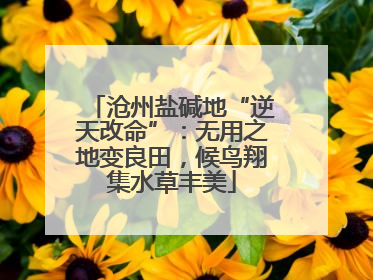 沧州盐碱地“逆天改命”：无用之地变良田，候鸟翔集水草丰美