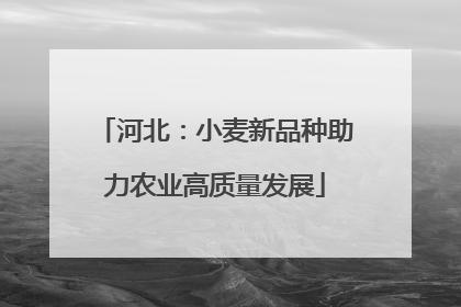 河北：小麦新品种助力农业高质量发展