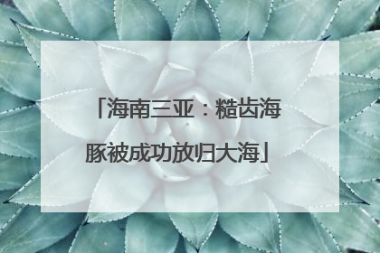 海南三亚：糙齿海豚被成功放归大海