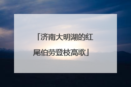济南大明湖的红尾伯劳登枝高歌