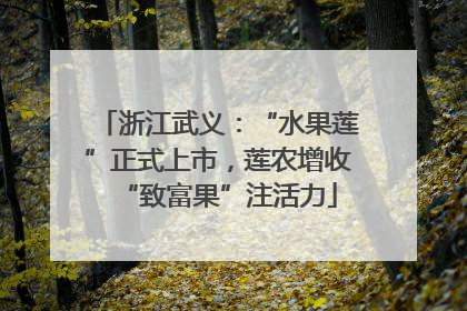 浙江武义：“水果莲”正式上市，莲农增收“致富果”注活力