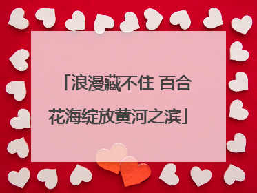 浪漫藏不住 百合花海绽放黄河之滨