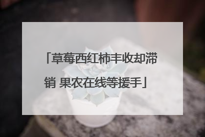 草莓西红柿丰收却滞销 果农在线等援手