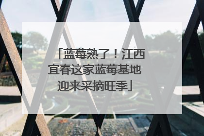 蓝莓熟了！江西宜春这家蓝莓基地迎来采摘旺季
