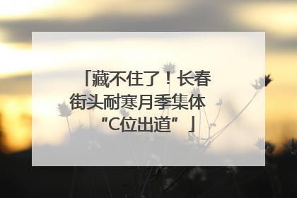 藏不住了！长春街头耐寒月季集体“C位出道”