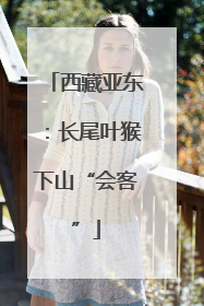 西藏亚东：长尾叶猴下山“会客”