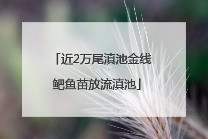 近2万尾滇池金线鲃鱼苗放流滇池