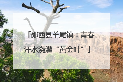 郧西县羊尾镇：青春汗水浇灌“黄金叶”