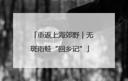 重返上海郊野｜无斑雨蛙“回乡记”