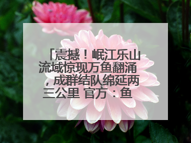 震撼！岷江乐山流域惊现万鱼翻涌，成群结队绵延两三公里 官方：鱼群在此产卵