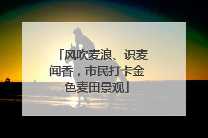 风吹麦浪、识麦闻香，市民打卡金色麦田景观